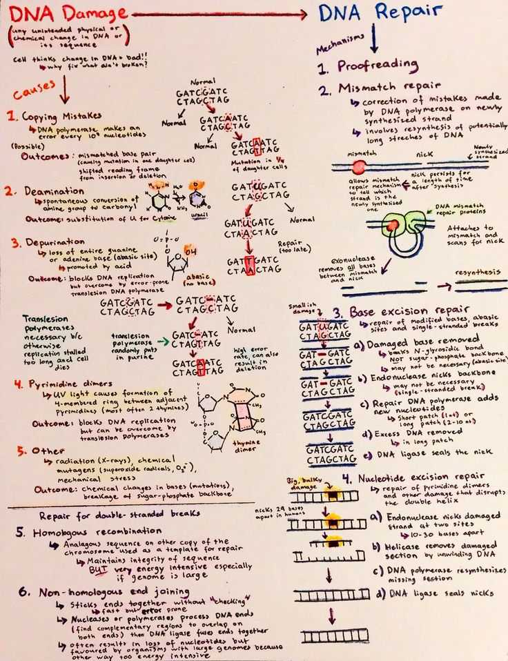 Molecular Genetics Worksheet Along with 358 Best Science Dna Images On Pinterest