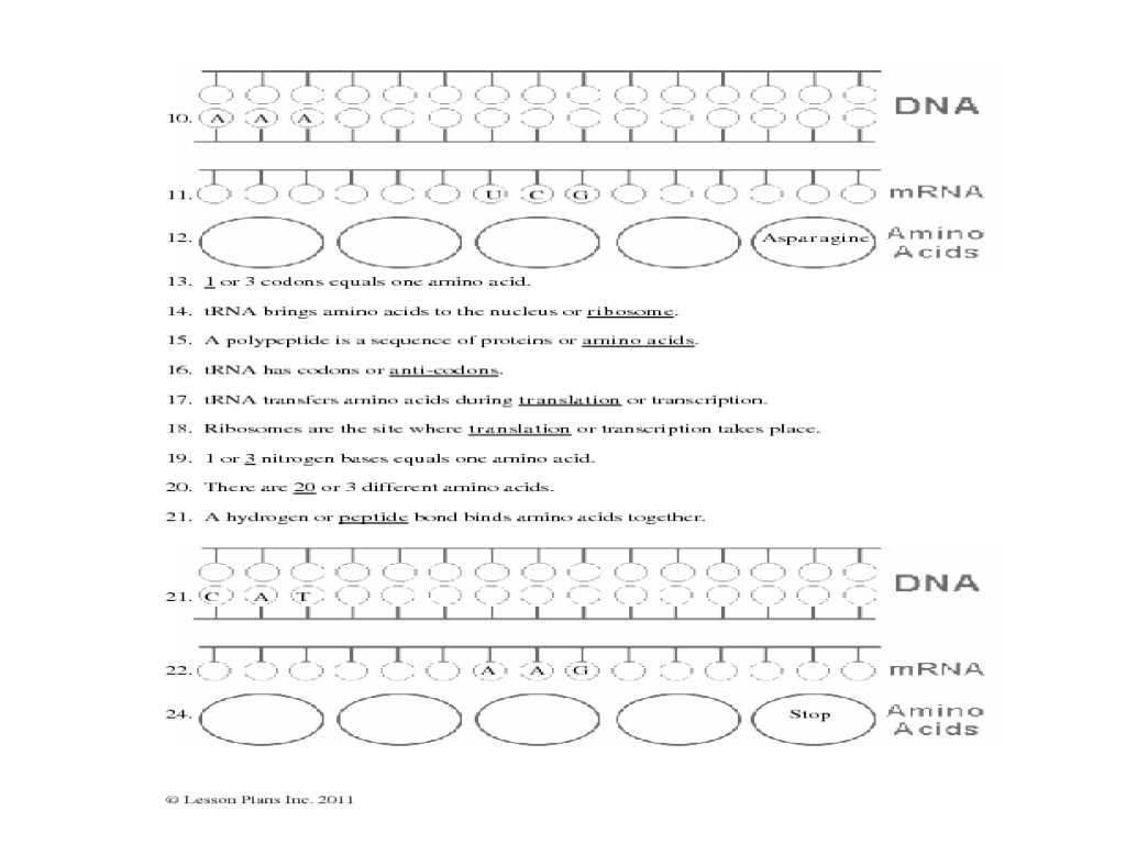 Mrna and Transcription Worksheet as Well as Free Worksheets Library Download and Print Worksheets Free O