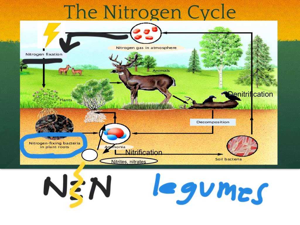 Nitrogen Cycle Worksheet Answers Also Nitrogen Cycle