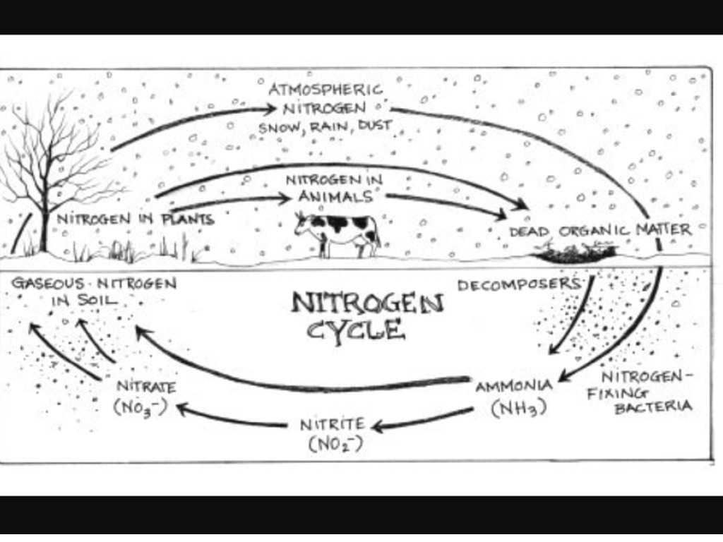 Nitrogen Cycle Worksheet Answers as Well as the Nitrogen Cycle Science Earthscience Environment Showm