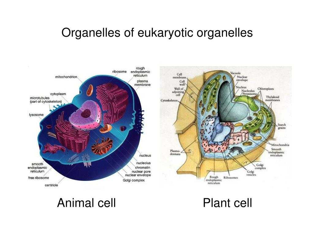 Organelles In Eukaryotic Cells Worksheet Along with Eukaryotic organelles Galleryhip the Hippest Pics