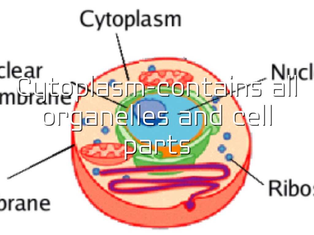 Organelles In Eukaryotic Cells Worksheet and Cell Anolgies by Enrique Leon