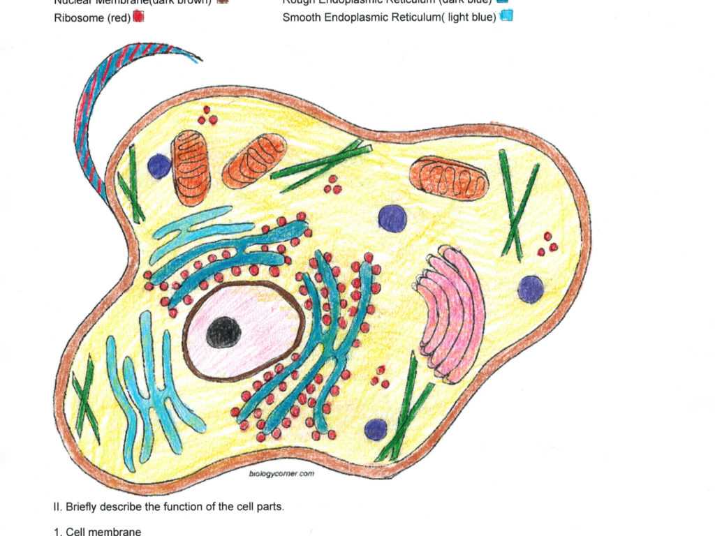 Organelles In Eukaryotic Cells Worksheet or Animal Cell Free Coloring Pages On Art Coloring Pages