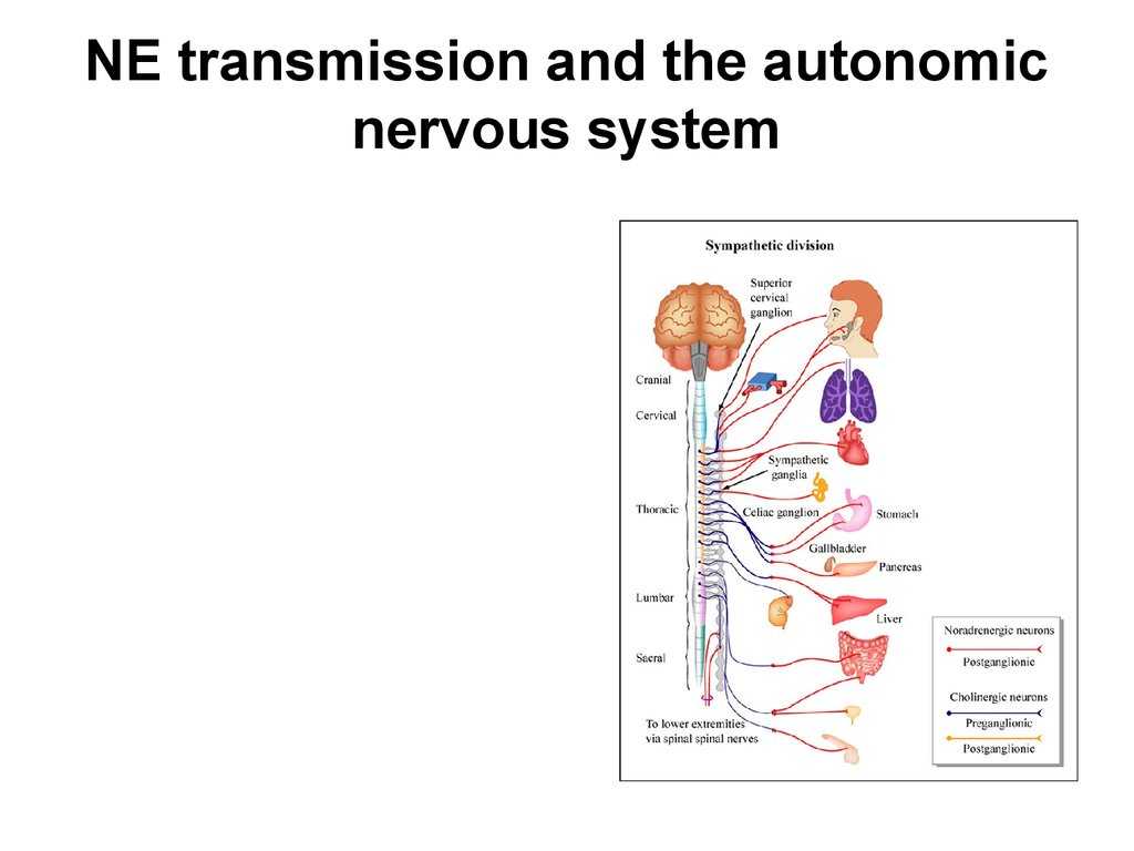 Organization Of the Nervous System Worksheet Answers Along with