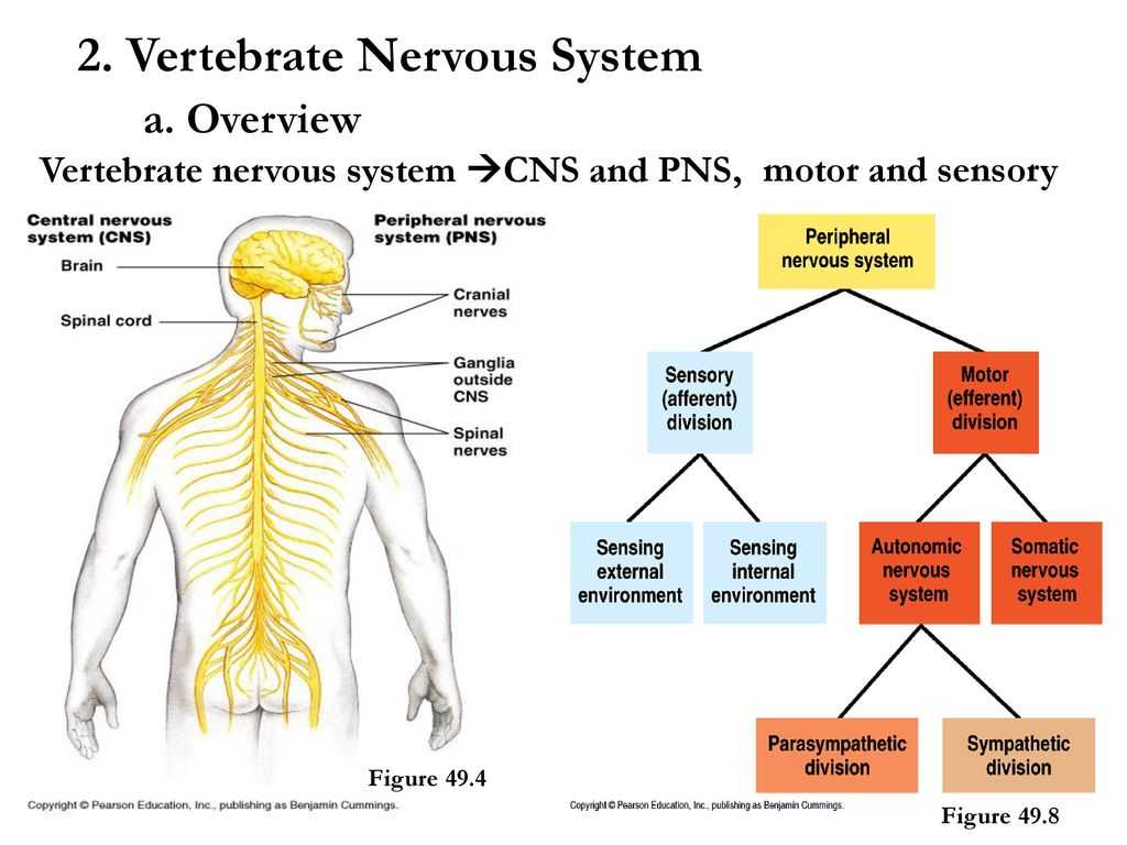 Organization Of the Nervous System Worksheet Answers as Well as Animal Regulatory Systems Ppt