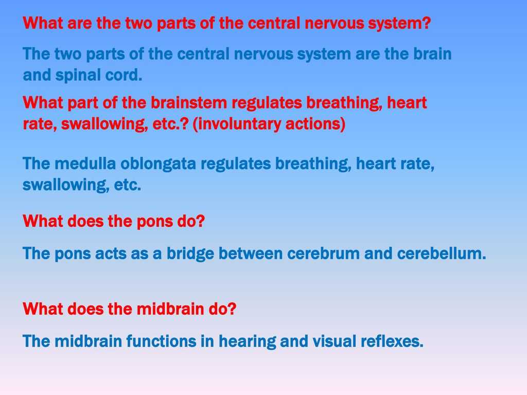 Organization Of the Nervous System Worksheet Answers or Nervous System Notes Part 2 Ppt
