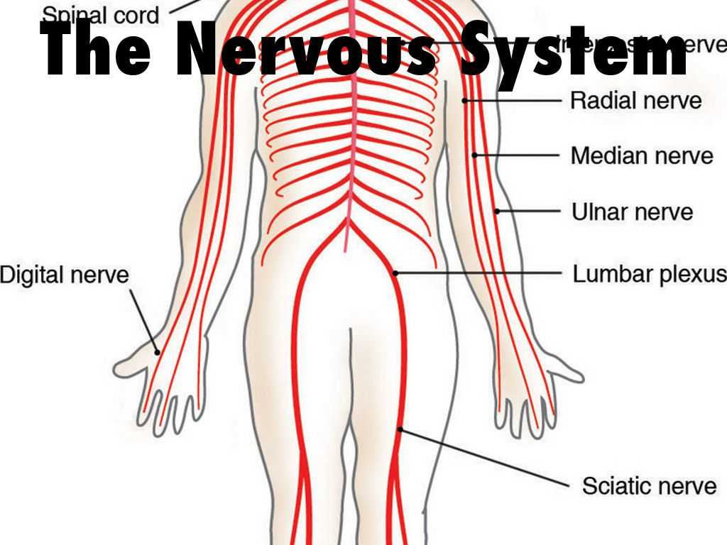 Organization Of the Nervous System Worksheet Answers or the Nervous System by Jkoszalkowski