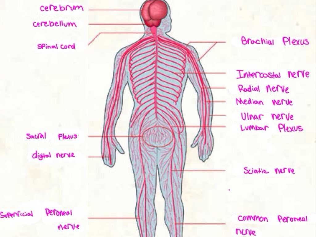 Organization Of the Nervous System Worksheet Answers with Nervous System by Courtney