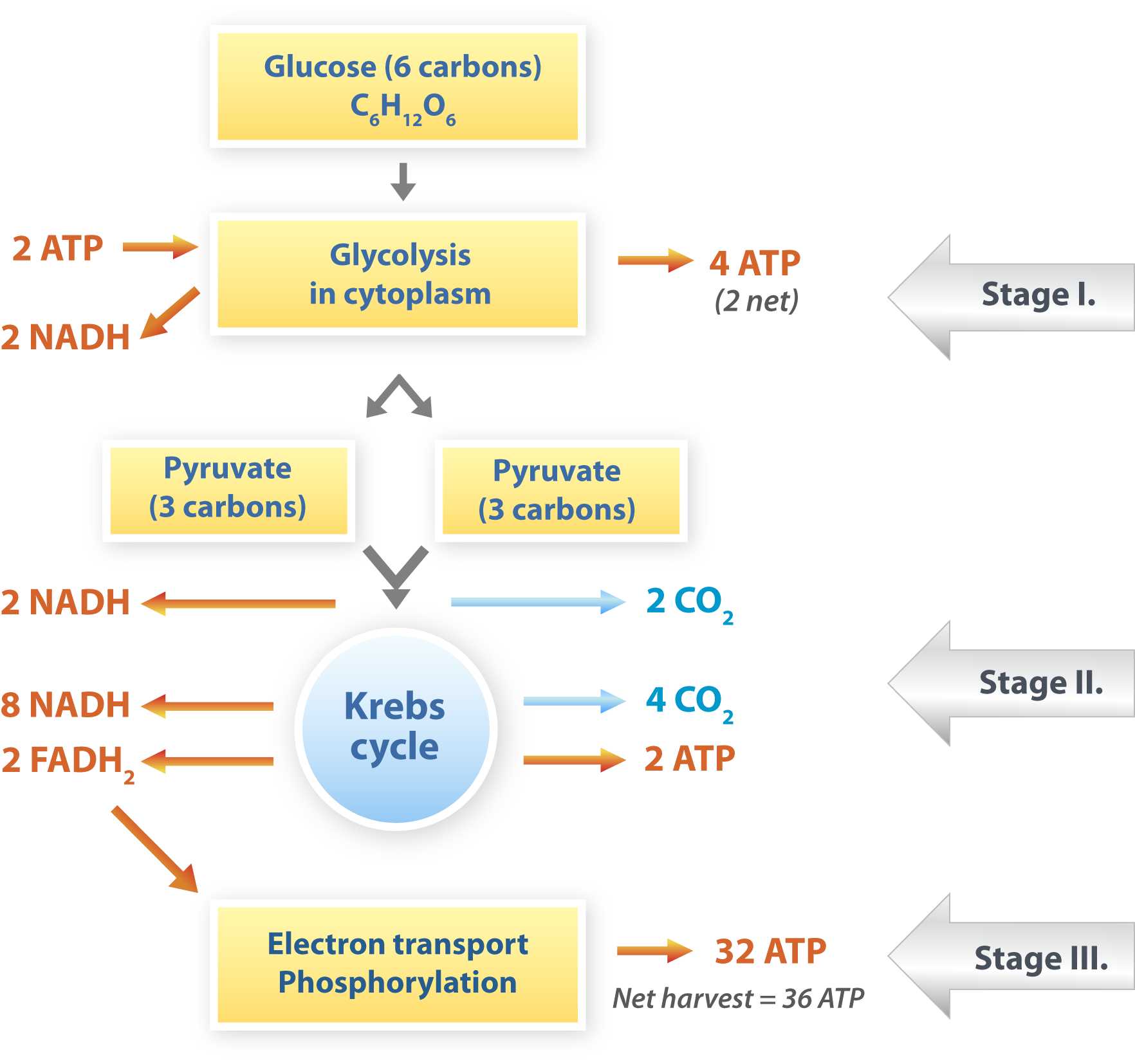 Osmosis Worksheet Answers Also Cellular Respiration the Process by which the Chemical Energy Of