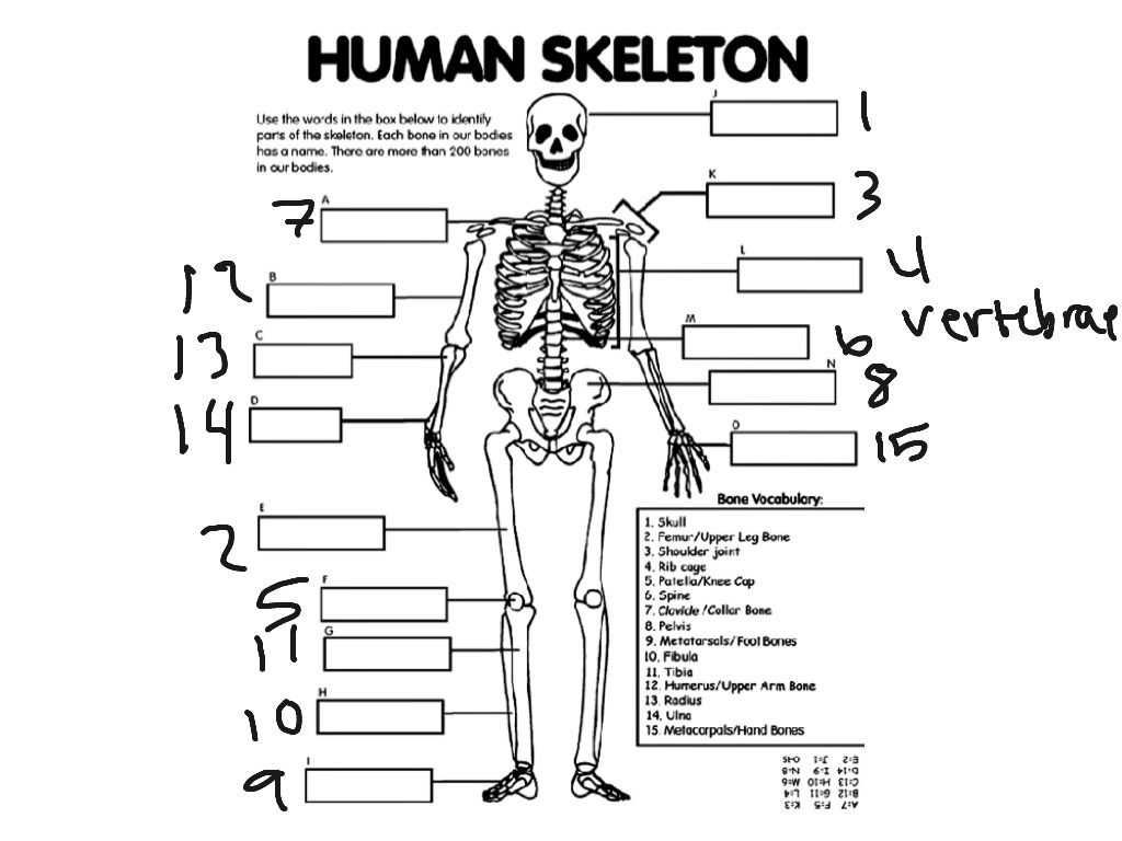 P90x Chest and Back Worksheet together with Human Skeleton Labeled Quiz Anatomy Chart Body