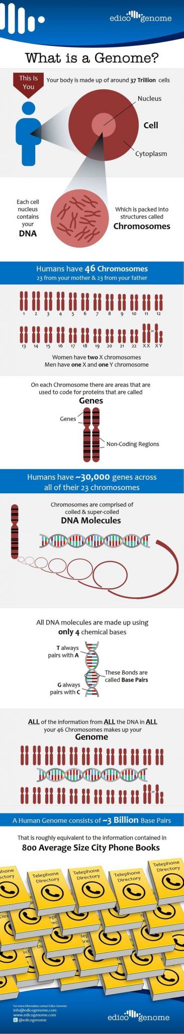 Patterns Of Inheritance Worksheet with 525 Best Genetics Images On Pinterest