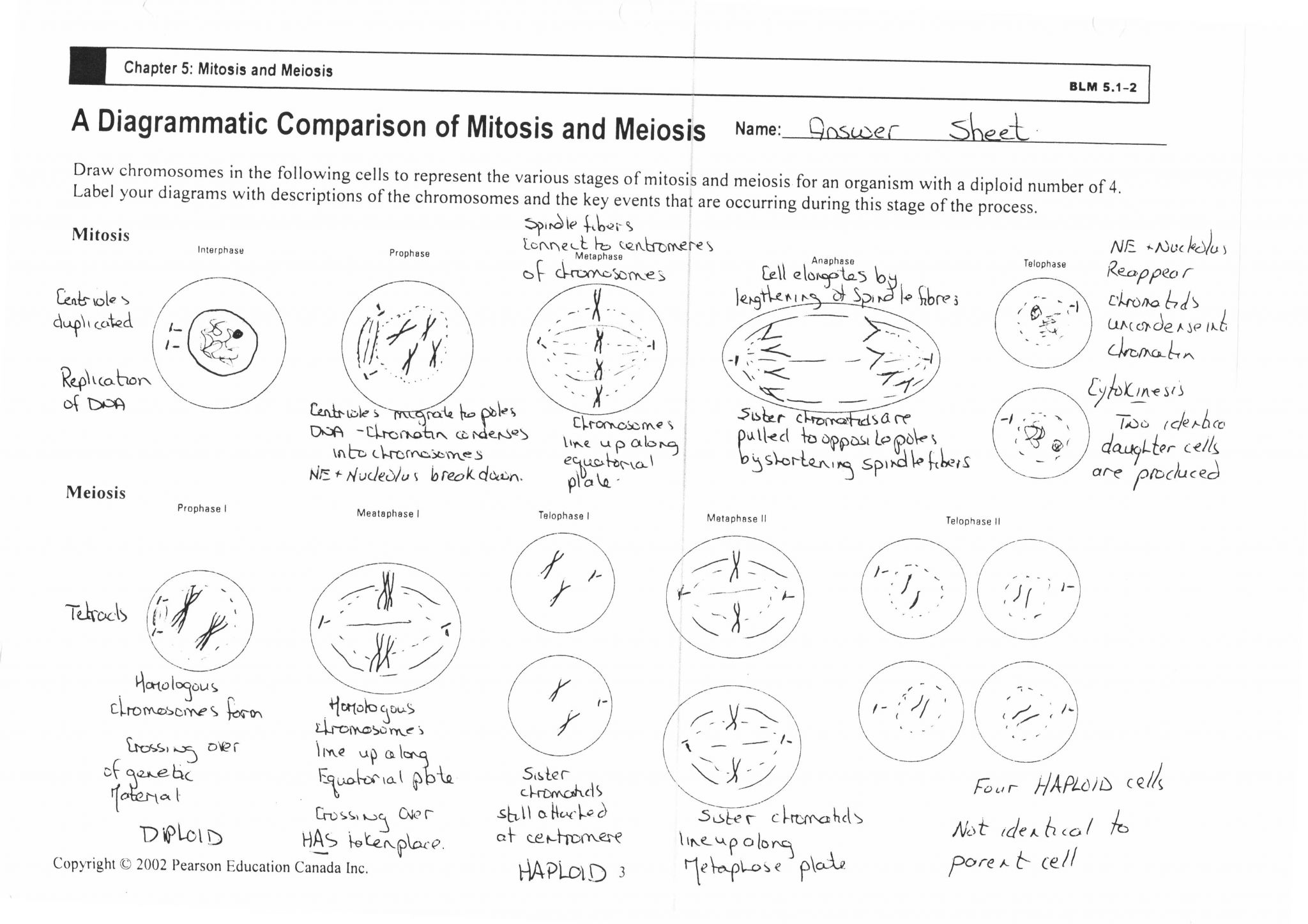 Pearson Education Inc Worksheet Answers and Mitosis Worksheet Answers Choice Image Worksheet for Kids In English