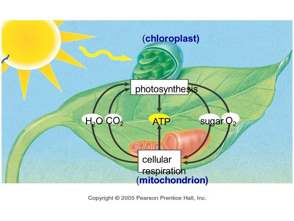 Photosynthesis &amp; Cellular Respiration Worksheet Answers Along with Synthesis and Cellular Respiration Diagram Galleryh