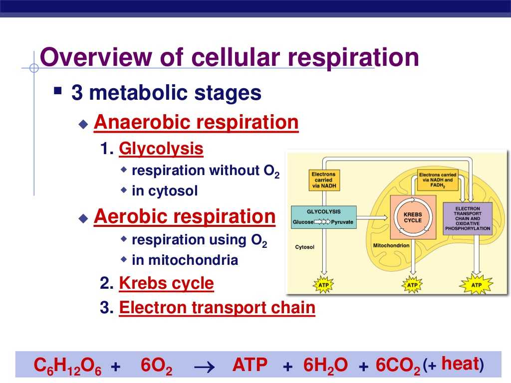 Photosynthesis &amp; Cellular Respiration Worksheet Answers and 3 Steps Cellular Respiration Galleryhip the Hip