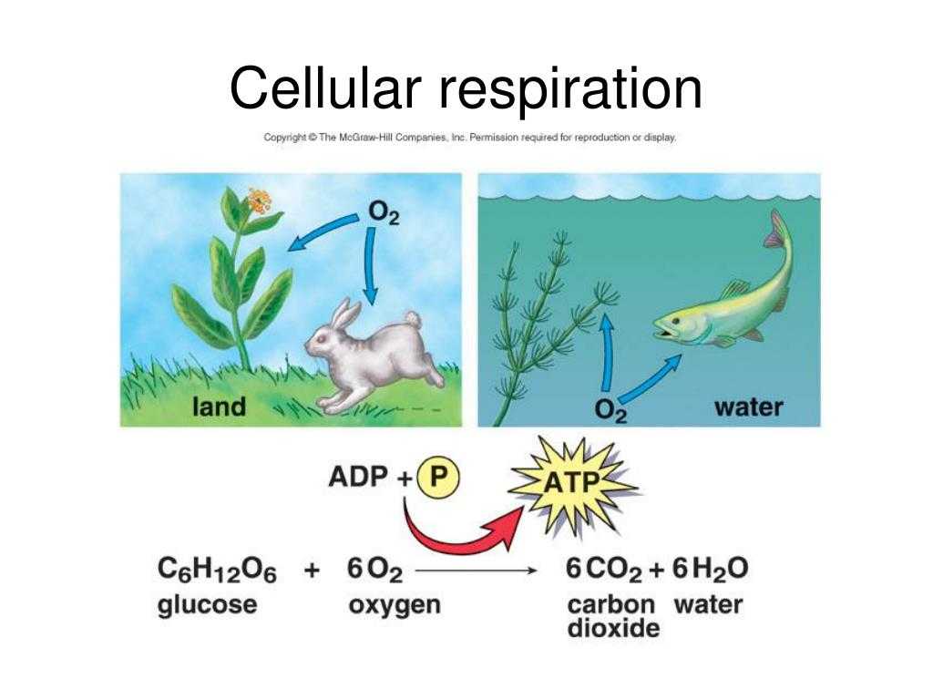 Photosynthesis &amp; Cellular Respiration Worksheet Answers as Well as Cellular Respiration Energy Flow Wallskid