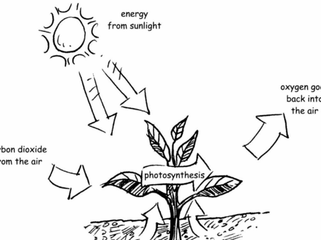 Photosynthesis &amp; Cellular Respiration Worksheet Answers or Kelp Outline Galleryhip the Hippest Pics