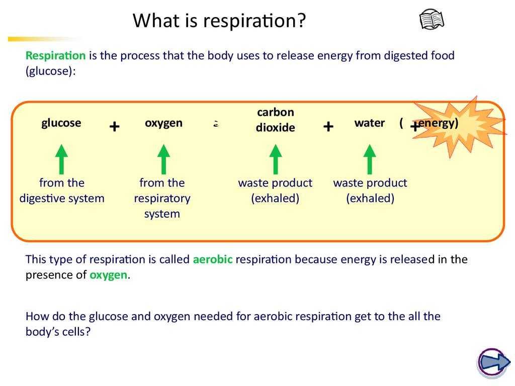 Photosynthesis &amp; Cellular Respiration Worksheet Answers or Ks4 Biology the Breathing System Online Presentation