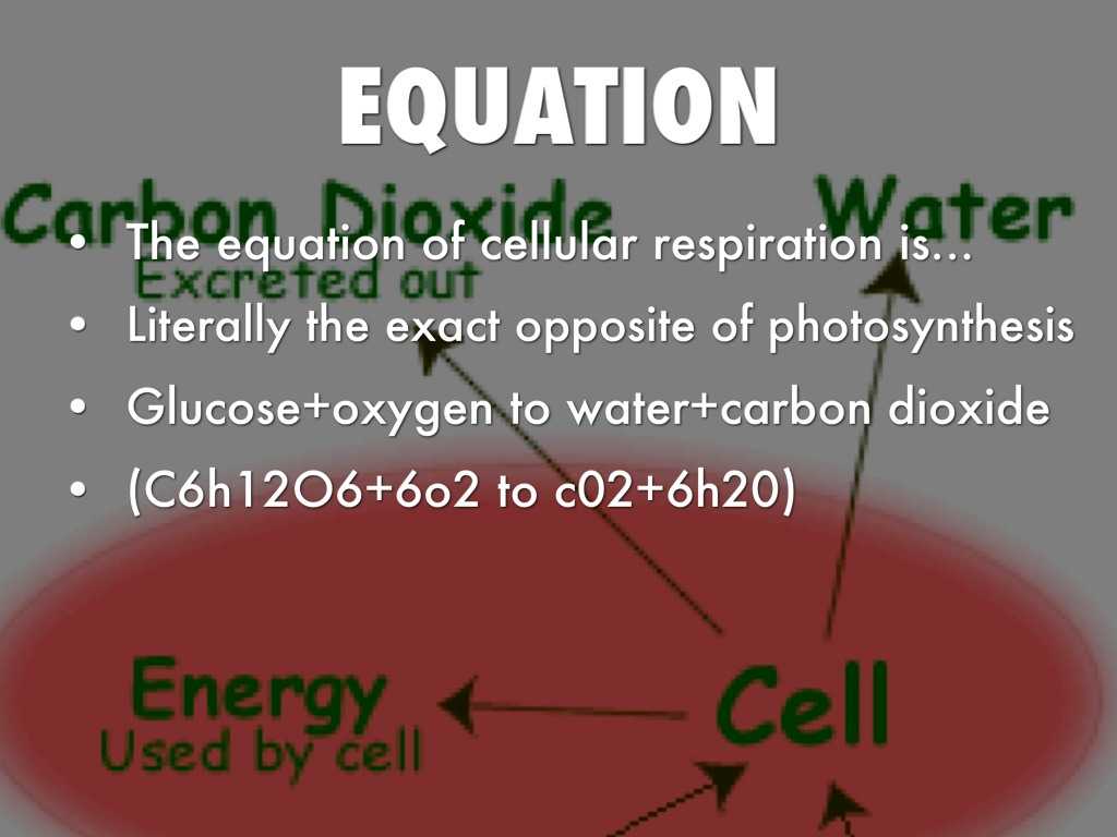 Photosynthesis &amp; Cellular Respiration Worksheet Answers together with Opposite Of Synthesis Bing Images