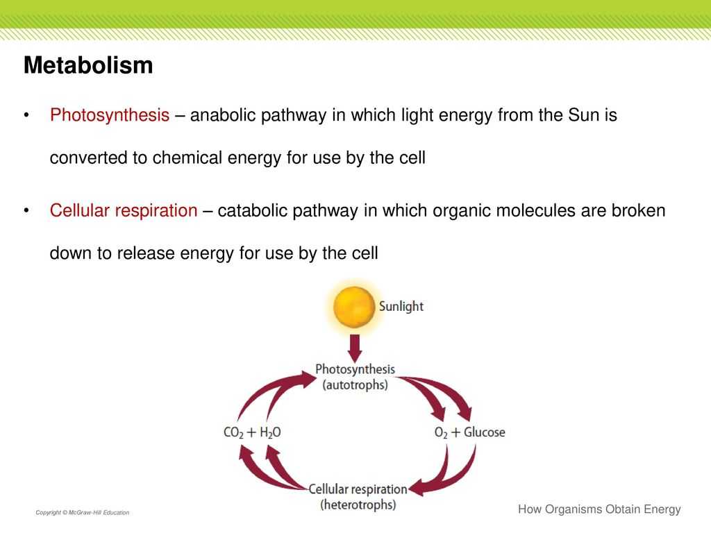 Photosynthesis Virtual Lab Worksheet Answer Key with Essential Questions What are the Two Laws Of thermodynamics