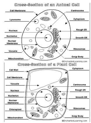 Plant Cell Worksheet and 27 Best Plant Animal Cells Images On Pinterest