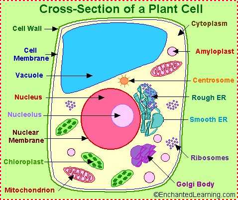 Plant Cell Worksheet or 12 Best 3d Plant Cell Model Twins 6th Grade Project Images On