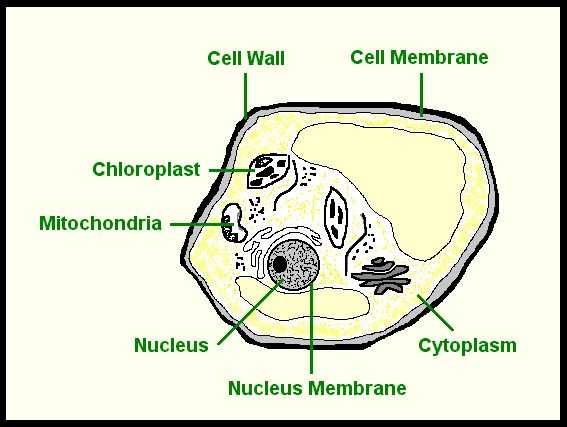 Plant Cell Worksheet or 12 Best Tatum S School Projects Images On Pinterest
