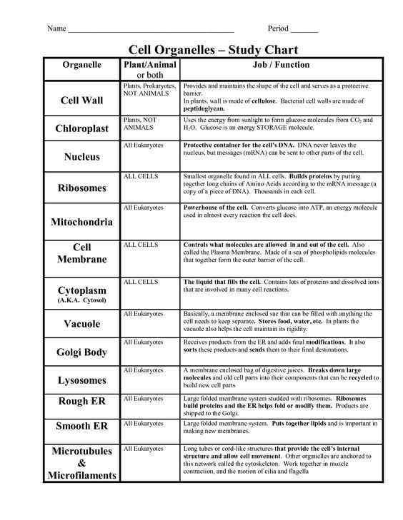 Plant Cell Worksheet or Animal Cell organelles their Functions Chart