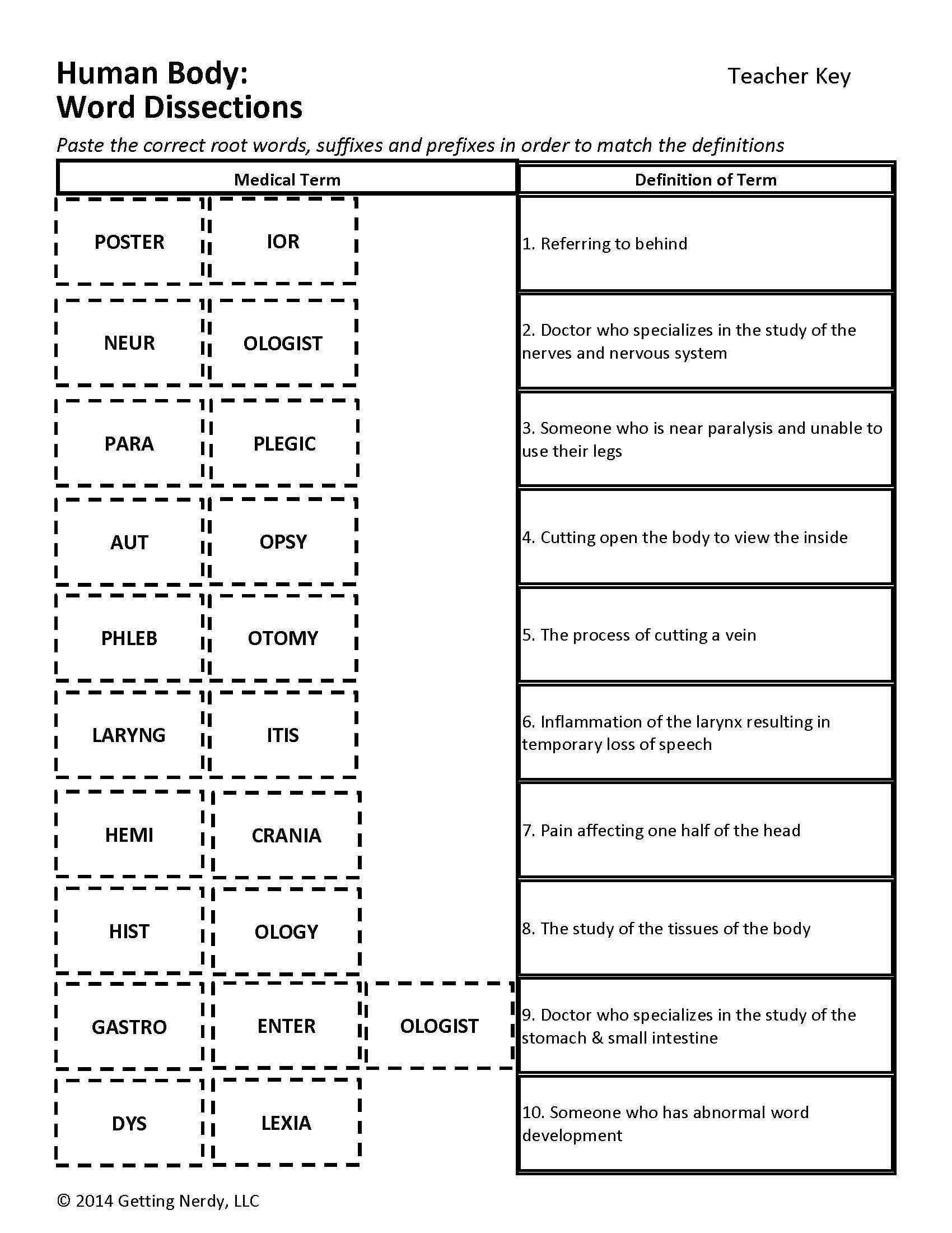 Population Dynamics Worksheet and Niedlich Anatomy and Physiology Terminology Quiz Galerie
