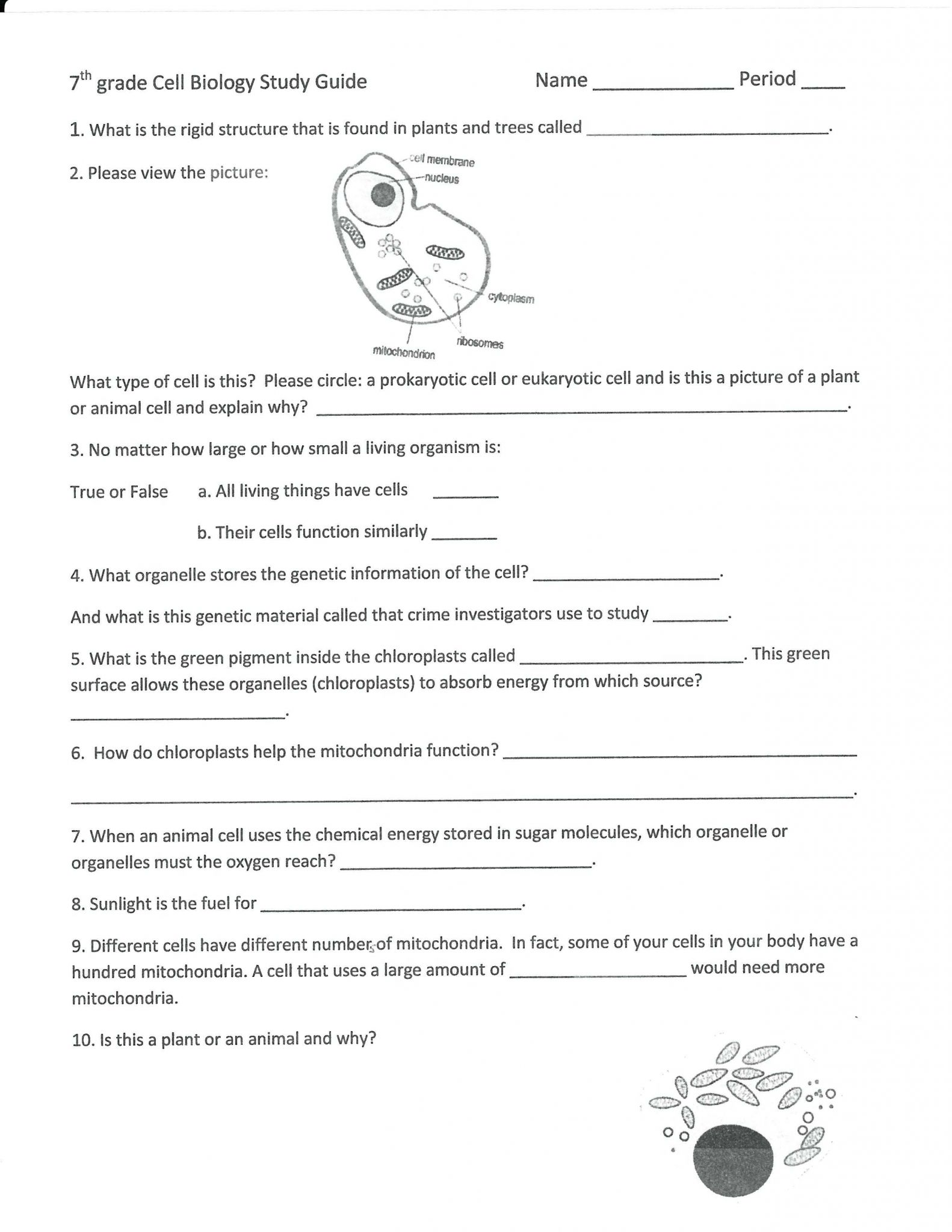 Potential Energy Problems Worksheet or Energy Worksheet 7th Grade Stay at Hand