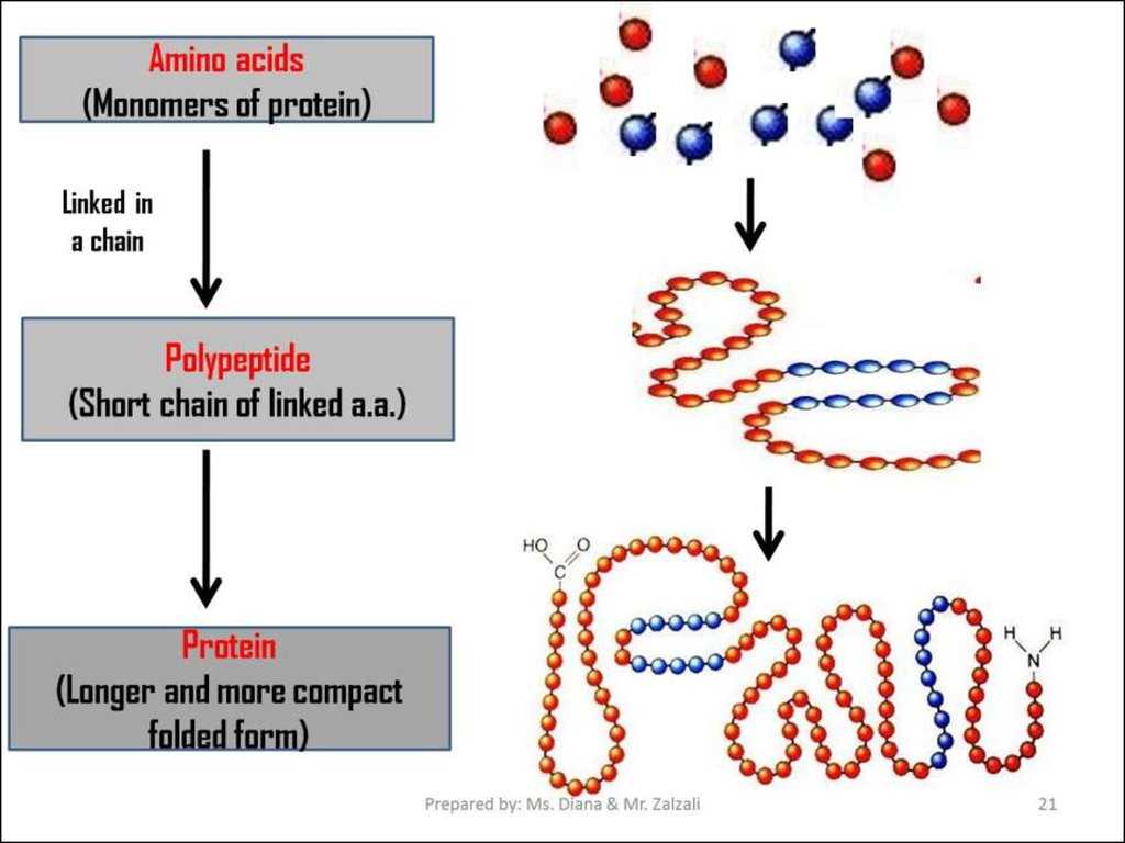 Protein Structure Pogil Worksheet Answers with Chapter 10 How Proteins are Made Section 1 From Genes to
