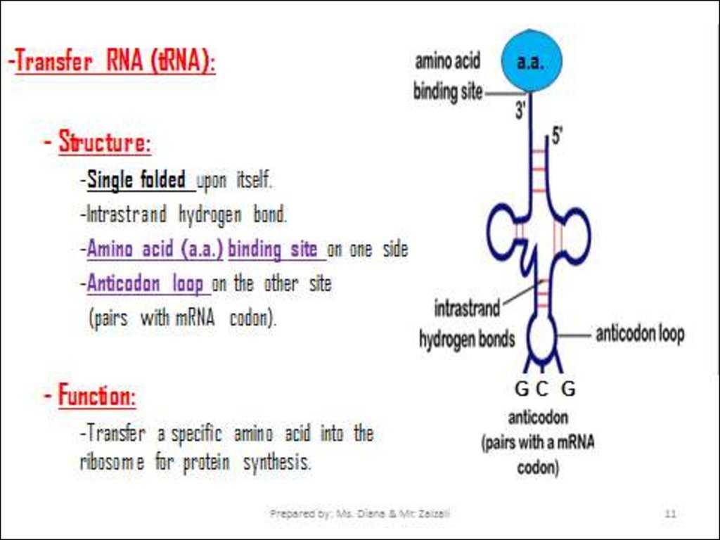 Protein Synthesis Practice Worksheet Along with Chapter 10 How Proteins are Made Section 1 From Genes to