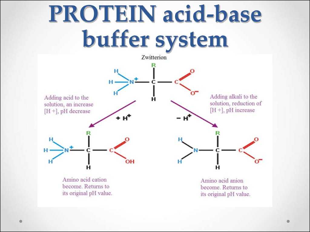 Protein Synthesis Practice Worksheet and solutions Acidbase Equilibrium In Biological Systems