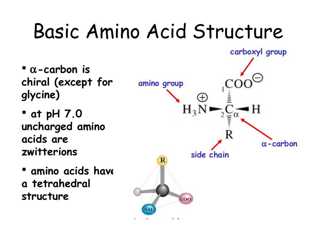 Protein Synthesis Practice Worksheet or Acidic Amino Acid Structure Galleryhip the Hippest