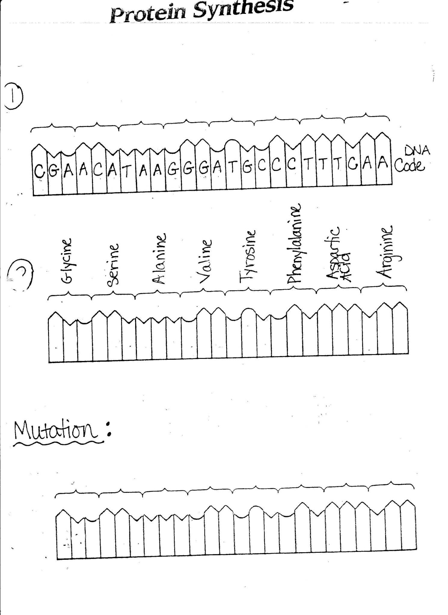 Protein Synthesis Worksheet Answer Key together with Dna Rna and Protein Synthesis Worksheet Image Collections