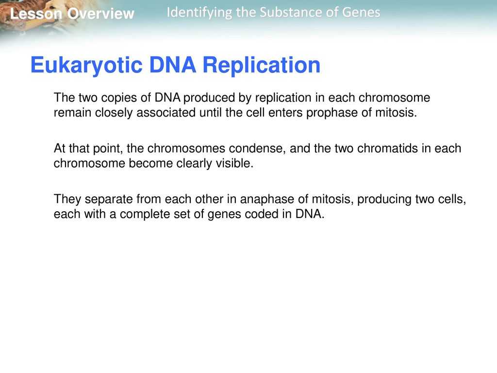 Recombinant Dna Technology Worksheet Answers Along with Lesson Overview 122 the Structure Of Dna Ppt
