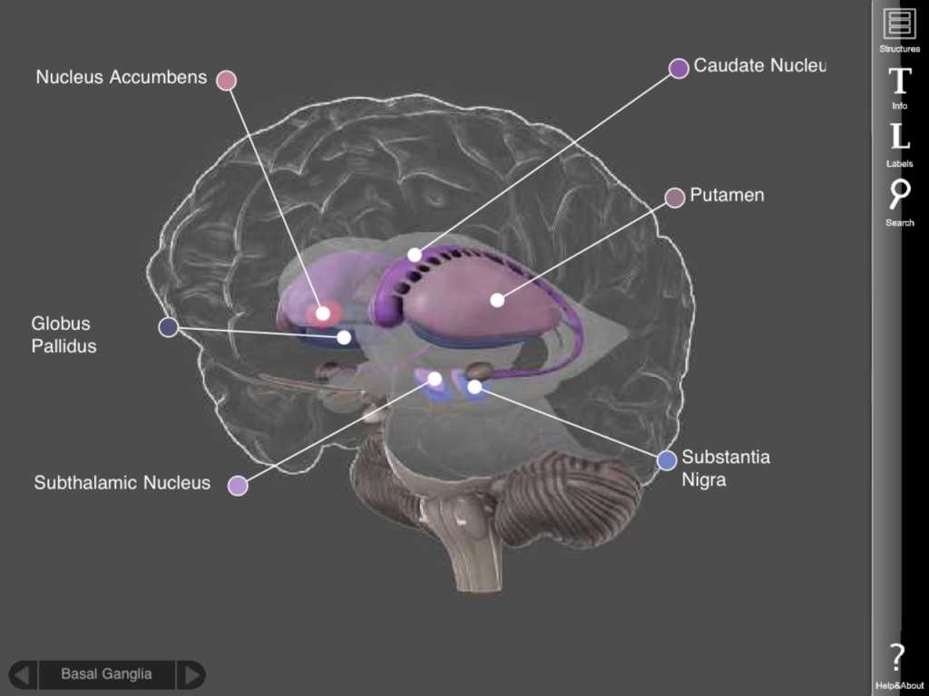 Sheep Brain Dissection Analysis Worksheet Answers Also Brain Anatomy Interactive 3d Brain Anatomy Interactive Hum