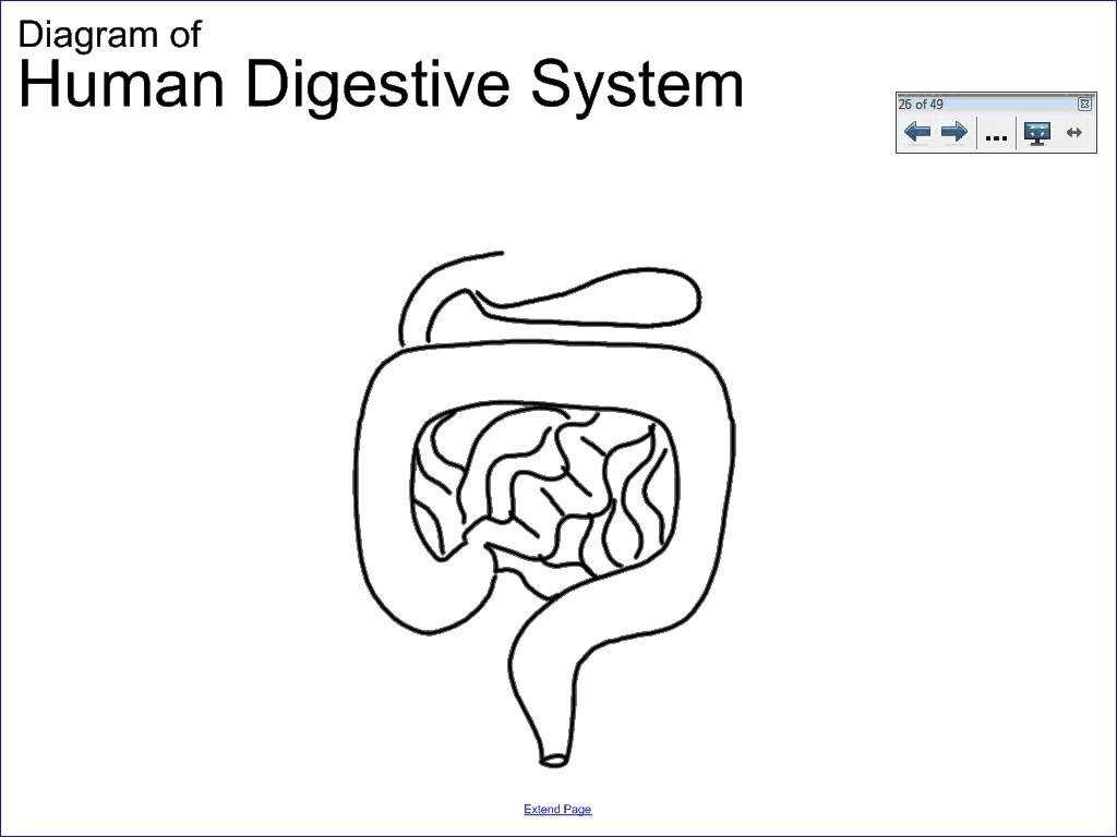 Sheep Brain Dissection Analysis Worksheet Answers and the Human Digestive System Worksheet Answers Image Collectio