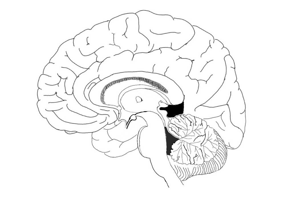 Sheep Brain Dissection Analysis Worksheet Answers or Filebrain Midsagital Viewpng Wikimedia Mons