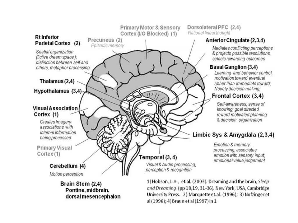 Sheep Brain Dissection Worksheet Also Brain Structure Functions Brain Diagram and Functions Brain