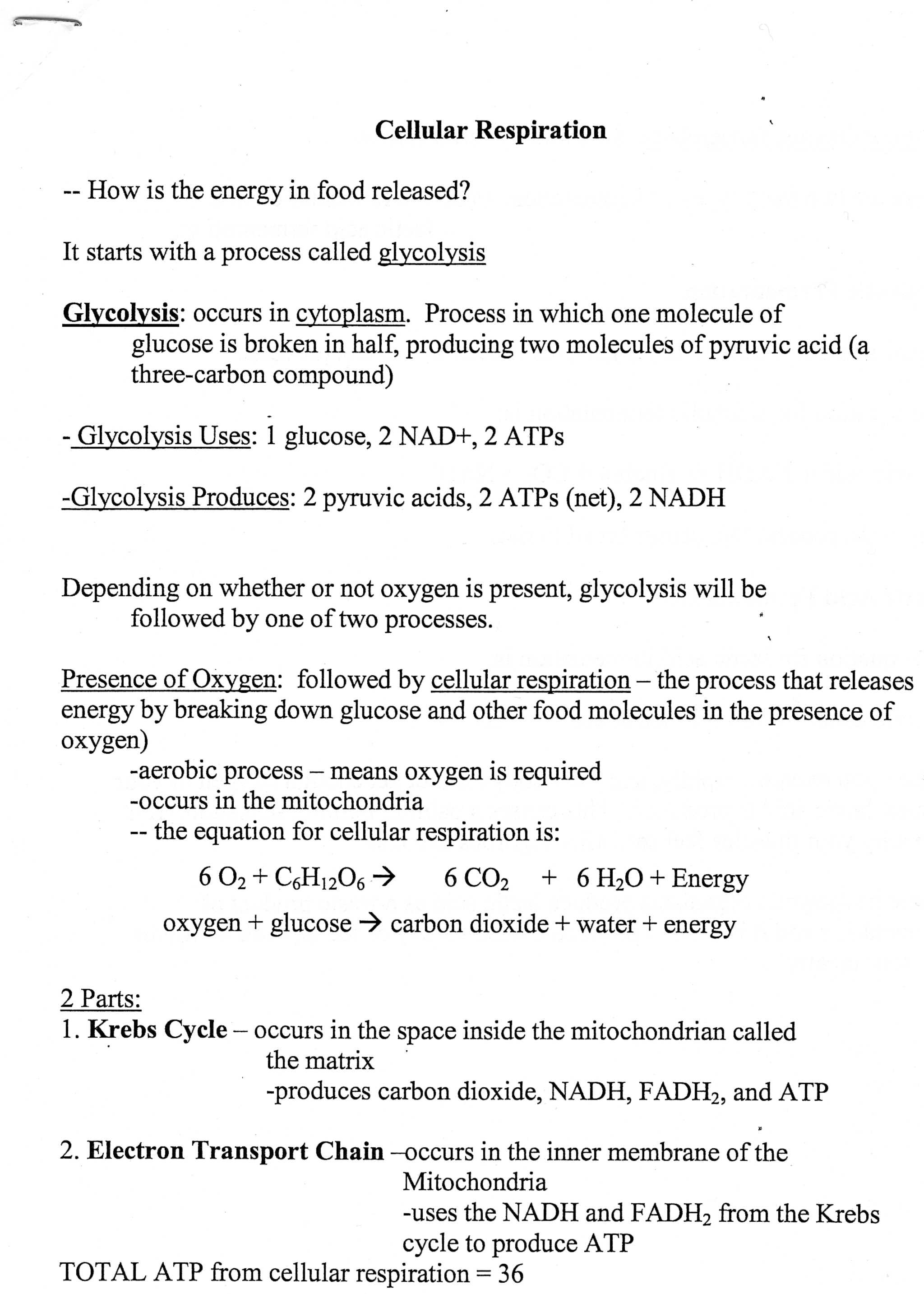 The Absorption Of Light by Photosynthetic Pigments Worksheet Answers together with Synthesis Starts with Worksheet Answers 28d8ed312a9b Battk