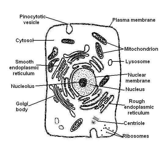 The Animal Cell Worksheet as Well as Plant Cell Drawing at Getdrawings
