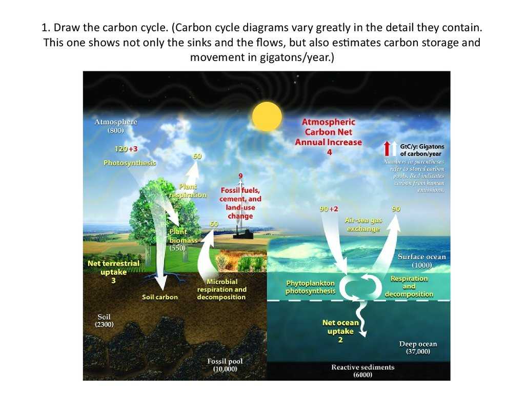 The Carbon Cycle Worksheet Answers Along with Carbon Cycling Online Presentation