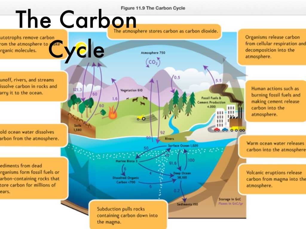 The Carbon Cycle Worksheet Answers and Scavenger Hunt by Ty Dalrymple