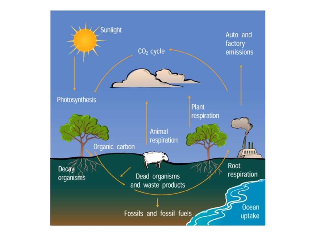 The Carbon Cycle Worksheet Answers together with Raptor Science Water Cycle Vs Carbon Cycle