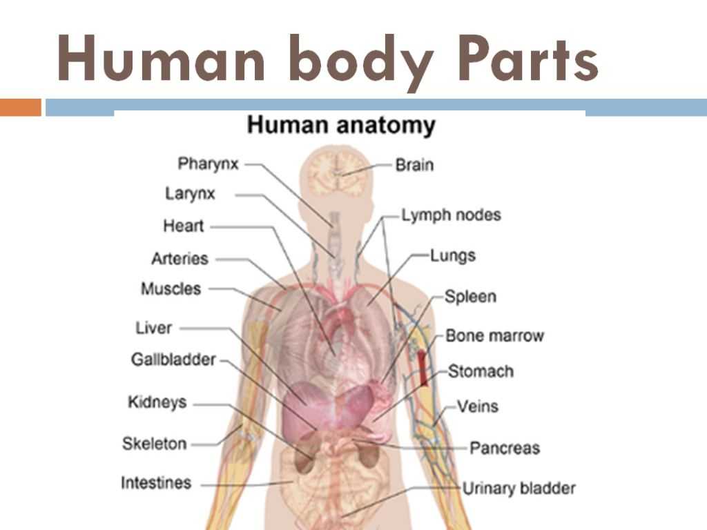The Human Digestive System Worksheet Answers together with Human Body Diagram with Parts Anatomy Diagram Chart