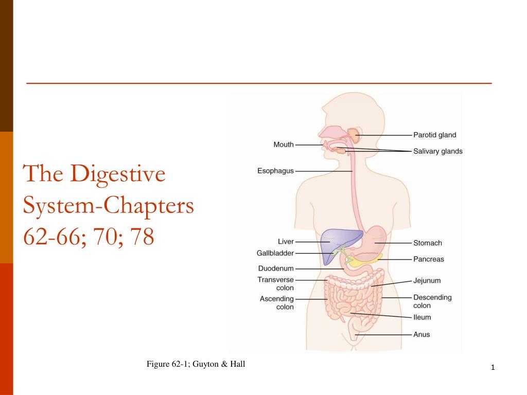 The Human Digestive System Worksheet Answers together with Ppt the Digestive Systemchapters 6266 70 78 Powerpoint