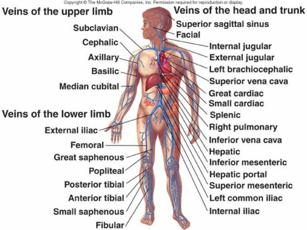 Tissue Worksheet Anatomy Answer Key or Internal Human Body Diagram Human Anatomy organs Di