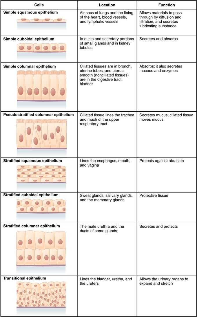 Tissue Worksheet Anatomy Answers and Nett Anatomy and Physiology 1 Worksheet for Tissue Types Answers