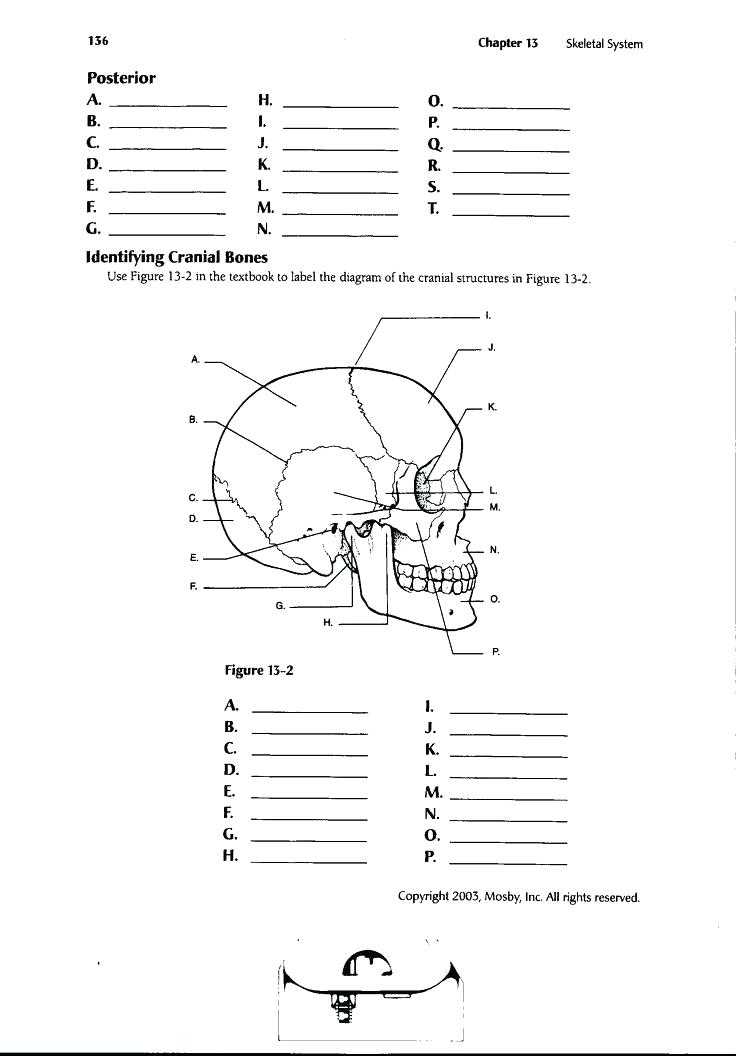 Tissue Worksheet Anatomy Answers with Anatomy and Physiology Worksheets Anatomy and Physiology Printable