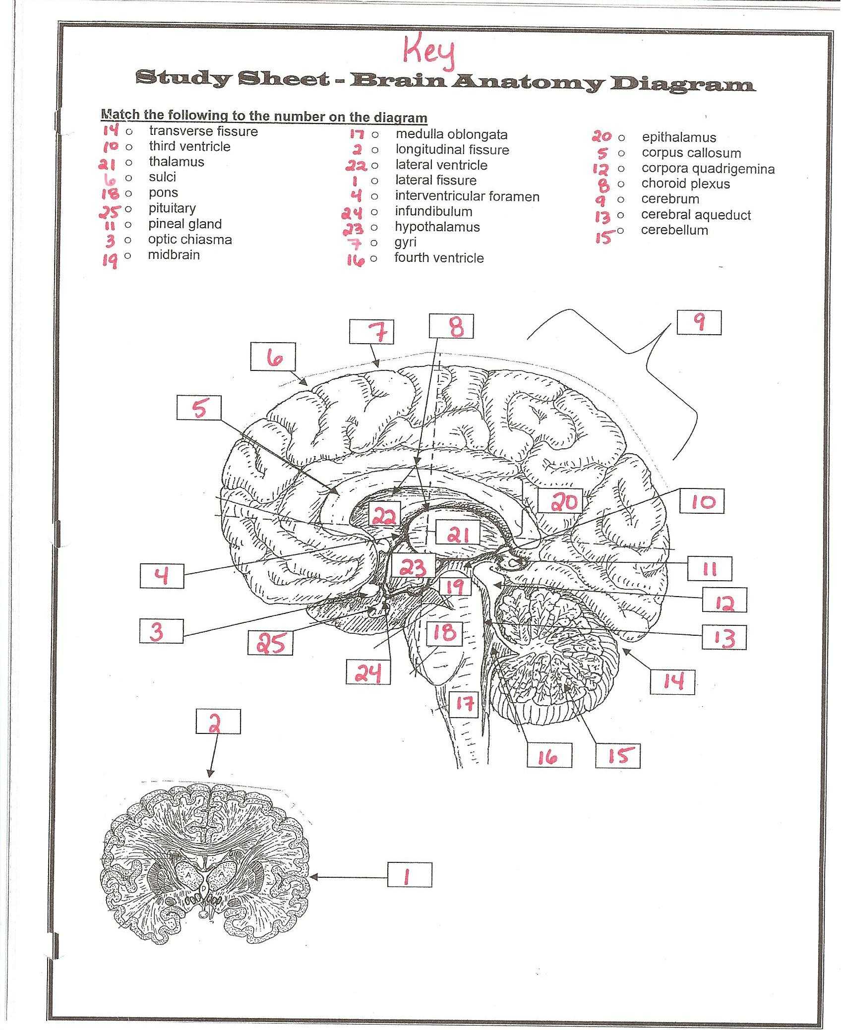Tissue Worksheet Answer Key or Charmant the Nervous System Quiz for Anatomy and Physiology Fotos
